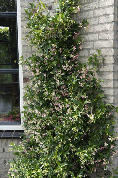 Sternjasmin Trachelospermum – Duftende Kletterpflanzen-Mischung – 3er-Set – ca. 65cm hoch im Ø15cm – Immergrün & winterhart – Für Garten, Terrasse & Balkon 