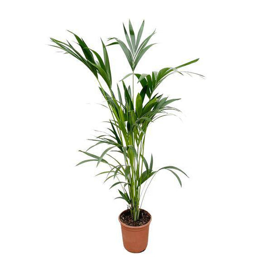 Kentia-Palme – Howea forsteriana – Zimmerpflanze – 160cm – Ø24cm – elegante Grünpflanze für Wohnzimmer, Büro & Wintergarten – pflegeleichte Palme 