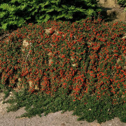 Cotoneaster prostratus 'Streibs Findling' – Zwergmispel – Ø9cm – ↕10-25cm – 12 Pflanzen – Robuster Bodendecker 