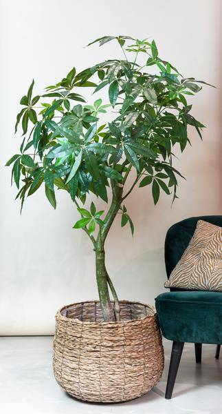 Kunstpflanze - Pachira Aquatica - Glückskastanie - 150 cm 