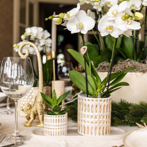 Pflanzenset Weiße Phalaenopsis Orchidee Amabilis & Sukkulente – Keramiktöpfe Mosaik – Auf cremefarbenem organischem Tablett – Elegante Deko für Wohnraum & Büro 
