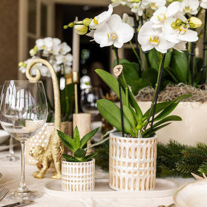 Pflanzenset Weiße Phalaenopsis Orchidee Amabilis & Sukkulente – Keramiktöpfe Mosaik – Auf cremefarbenem organischem Tablett – Elegante Deko für Wohnraum & Büro 