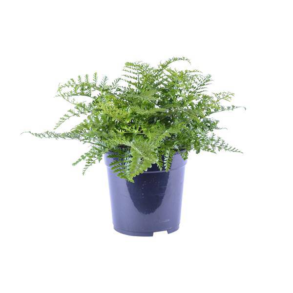 Nestfarn - Asplenium Parvati - Zimmerpflanze - Ø21cm - ↕40cm 