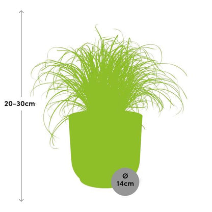 Wechselblättriges Zyperngras Cyperus Alternifolius Zumula – Schirmgras Zimmerpflanze inkl. Ziertopf Vibes Fold Rosa Ø14cm – Pflegeleicht & luftreinigend – Dekorative Sumpfpflanze für Wohnzimmer & Büro 