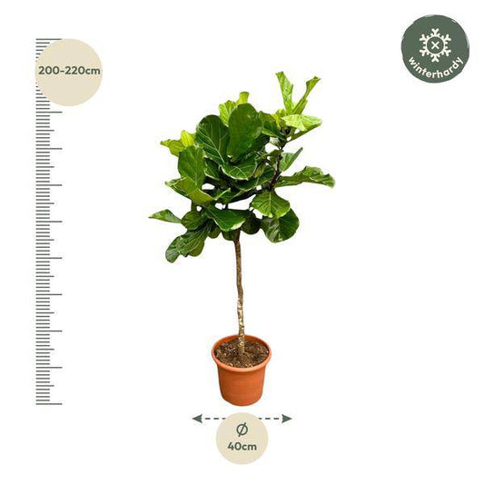 Geigen-Feige – Ficus Lyrata – Zimmerpflanze 210cm – Ø40cm – XXL-Designpflanze mit großen geigenförmigen Blättern – Exklusive Kübelpflanze für Wohnzimmer, Büro & Wintergarten – Pflegeleicht 