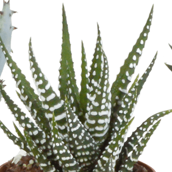 Sukkulenten Mix Gasteria & Haworthia – Ø8,5cm Zimmerpflanzen im Terrakotta – Topf – Verschiedene Mini – Ansicht 14