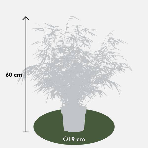 Schirmbambus Fargesia rufa – 2er-Set – ca. 60cm hoch Ø19cm – Immergrüner, horstbildender Bambus – Winterhart & nicht wuchernd – Für Balkon, Garten & Sichtschutz 