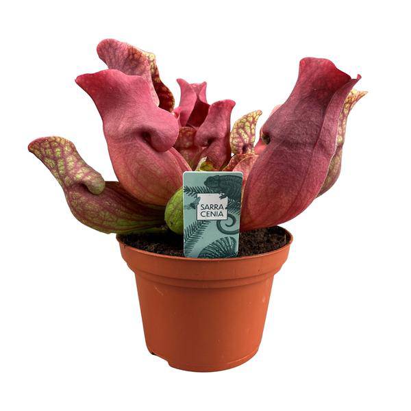 Fleischfressende Pflanze Sarracenia Maroon – Schlauchpflanze – Ø12cm – ↕23cm – Exotische Zimmerpflanze mit auffälligen Kannen – Pflegeleicht & luftreinigend – Für Innen & geschützte Außenbereiche 