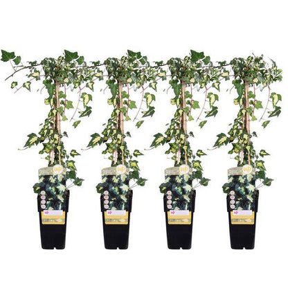 Hedera colchica Dentata Variegata – Efeu – 2 Pflanzen – Immergrüne Kletterpflanze – Ø15cm – Höhe ca. 65cm
