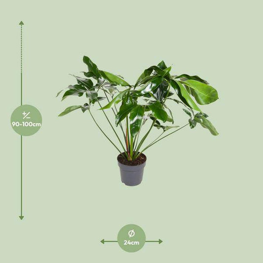 Baumfreund - Philodendron Green  Wonder - Zimmerpflanze - Ø24cm - ↕100cm 