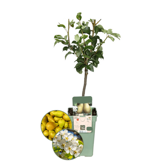 Birnbaum Pyrus communis Conference – Gelbe Birne – Obstbaum – Höhe ca. 90cm – 21cm – Ertragreiche, pflegeleichte Obstpflanze für Garten & Terrasse 