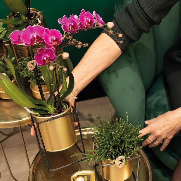 Überraschungsbox mit 4 verschiedenen Orchideen 