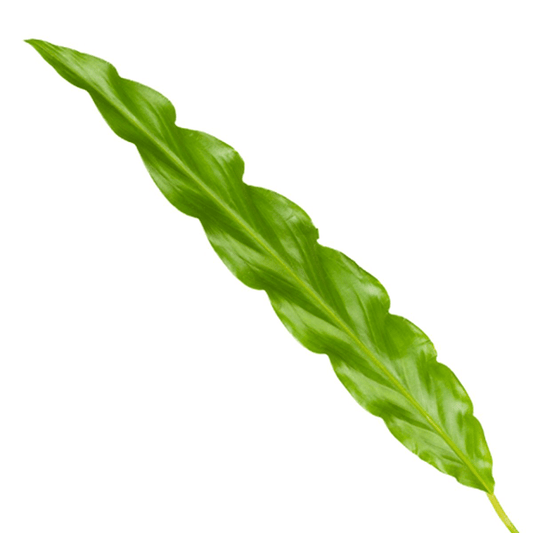 Calathea Bluegrass – Korbmarante Zimmerpflanze – Blaugrüne Blätter mit lila Unterseite – ↕35cm – Ø12cm – Tropische Pflanze für Wohnzimmer, Büro & Badezimmer 
