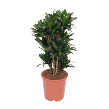 Drachenbaum - Dracaena Compacta - Zimmerpflanze - Ø24cm - ↕80cm 