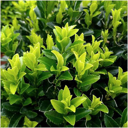 Grüne Spindelstrauchhecke - Euonymus japonicus 'Green Spire' - 6 winterharte Heckenpflanzen - Immergrüne Hecke - 1 Meter 