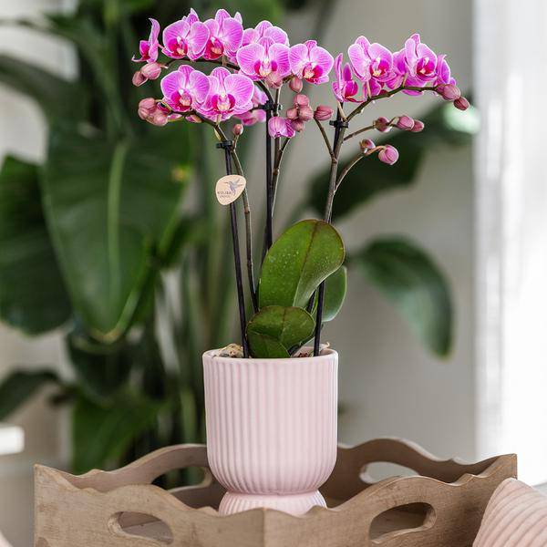 Topf Diabolo Rosa - Ø9cm 