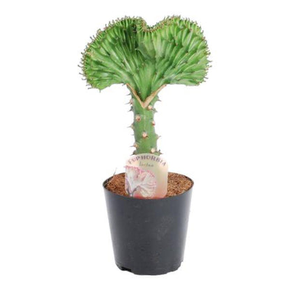Euphorbia lactea Cristata Grün – Korallen-Wolfsmilch – Zimmerpflanze ca. 30cm – ø10,5cm – Exotische Sukkulente in Korallenform – Pflegeleichte Kaktuspflanze für sonnige Standorte 