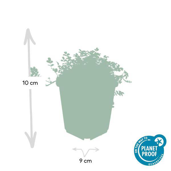 Acaena microphylla 'Kupferteppich' – Braunrotes Stachelnüsschen – Bodendecker Ø9cm ↕10-25cm – Pflegeleicht & winterhart – Für Garten, Wege & Steingärten – 6 Pflanzen 