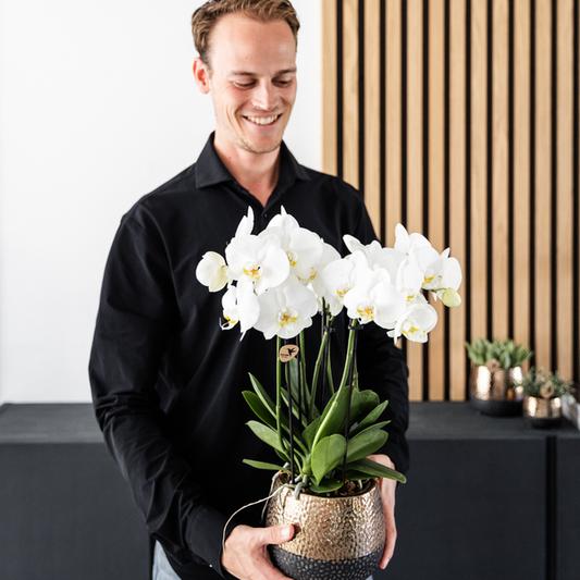Orchidee Gent Weiß – 4er Set – Zimmerpflanzen mit weißen Blüten – Ø12cm – Frisch vom Bauern – Langlebige Blüte – Elegante Wohnraum-Deko 