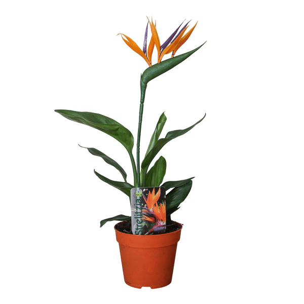 Strelitzia Reginae – Paradiesvogelblume – Zimmerpflanze mit Kunstblüte – ↕35cm – Ø13cm – Exotische Pflanze für Wohnzimmer, Büro & Balkon – Dekorative Paradiesvogel Pflanze 