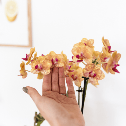 Phalaenopsis Orchidee Bozen Orange – Zimmerpflanze Ø9cm – inkl. Painted Stripe Topf Orange – Exotische Orchidee mit 2–3 Blütenstielen – Dekorative Blütenpflanze für Wohnzimmer & Büro 