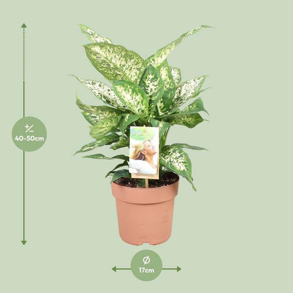 Dieffenbachie - Dieffenbachia Compacta - Zimmerpflanze - Ø17cm - ↕45cm 