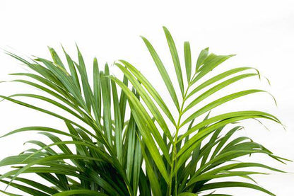 Goldfruchtpalme – Dypsis Lutescens – Areca-Palme – Zimmerpflanze 150cm – Ø24cm – Tropische Grünpflanze mit eleganten Wedeln – Exklusive Kübelpflanze für Wohnzimmer, Büro & Balkon – Pflegeleicht 