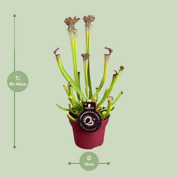 fleischfressende Pflanze - Sarracenia Farnhamii - Zimmerpflanze - Ø12cm - ↕40cm 