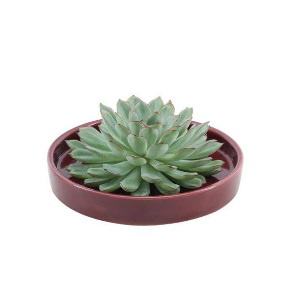 Sukkulente - Echeveria Pulidonis in Schale 'Rot' Ø20cm - ↕5cm 