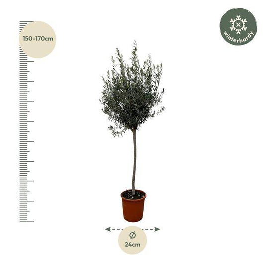 Olivenbaum – Olea Europaea 160cm – Ø24cm – Mediterrane Kübelpflanze mit silbergrünen Blättern – Edler Olivenbaum für Garten, Terrasse, Balkon & Wintergarten – Pflegeleicht 