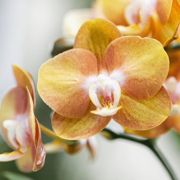 Orange Phalaenopsis orchid Las Vegas im cognacfarbenen glasierten Topf - Topfgröße Ø12cm 