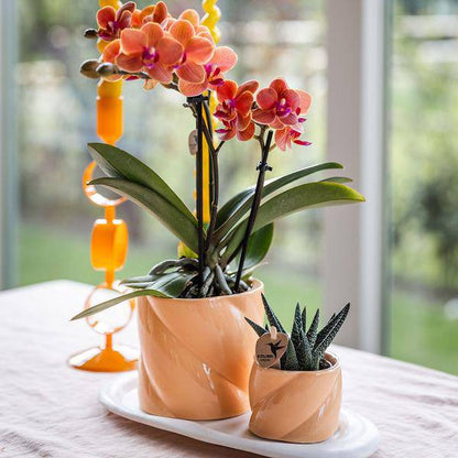 Phalaenopsis Orchidee Orange mit Grünpflanze im Candy Ziertopf auf weißem Bio-Tablett – Zimmerpflanzen Set – Geschenkidee – Dekoration 