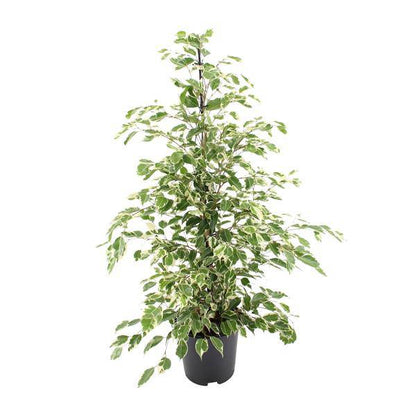 Bikrenfeige Ficus benjamina 'Twilight' – Zimmerpflanze – ca. 95cm Höhe – Eleganter, grüner Blickfang für helle Innenräume 