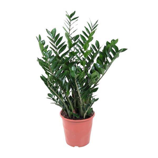 Zamioculcas im Badezimmer