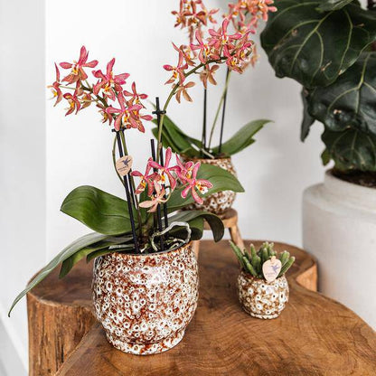 Safari Topf – Dekorativer Keramiktopf – Handgefertigter Blumentopf – Stilvolles Pflanzgefäß für Zimmerpflanzen – Ø12cm 