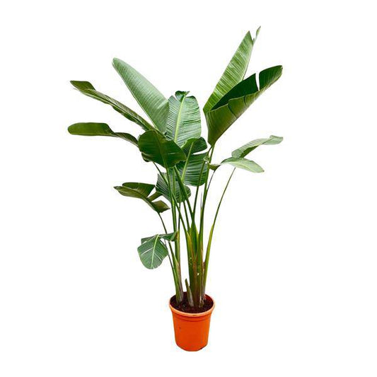 Strelitzia Augusta – Baum-Strelitzie XXL – Weißer Paradiesvogel – 250cm hoch – Ø38cm – Zimmerpflanze mit großen Fächerblättern – Exotischer Blickfang für helle Räume 