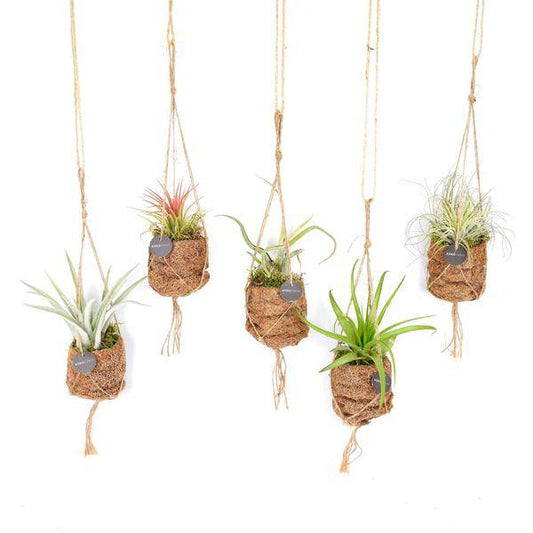 Kokodama Tillandsia Vogelnest Mix – Hängepflanze – Luftpflanzen Set – Ø7cm – Höhe ca. 5cm – 8 Pflanzen– Zimmerpflanze im Kokosfaser Topf 