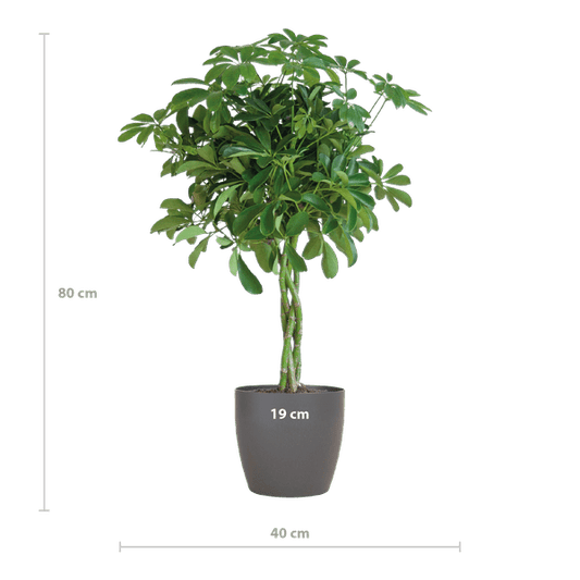 Schefflera Arb Nora – Strahlenaralie – Zimmerpflanze + Topf Viber Grau – ↕70cm – Ø21cm – Kletterpflanze mit auffälligen Handblättern – Pflegeleicht & dekorativ für Innenräume 