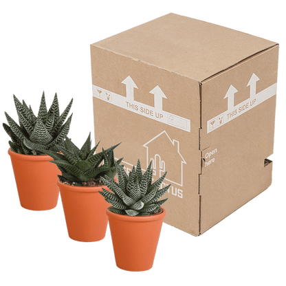 Sukkulente - Gasteria/Haworthia - Mix 8,5cm - 3 Stück + Topf 