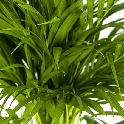 Dypsis Areca Lutescens – Goldfruchtpalme – Zimmerpflanze Ø19cm ↕80-100cm – Federartige Blätter – Tropisches Flair – Pflegeleicht 