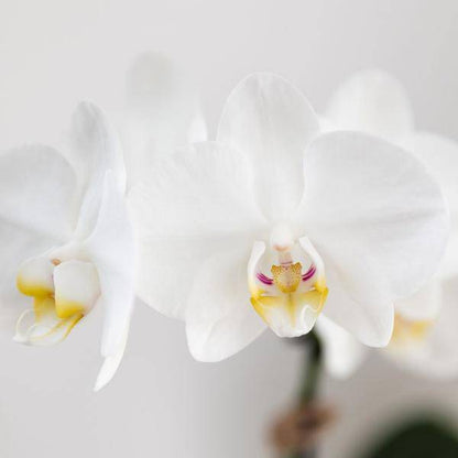 Phalaenopsis Orchidee Amabilis Weiß und Sukkulente Crassula Hobbit im blauen Painted Stripe Topf Ø9cm + Ø6cm - Zimmerpflanze - Pflanzset 