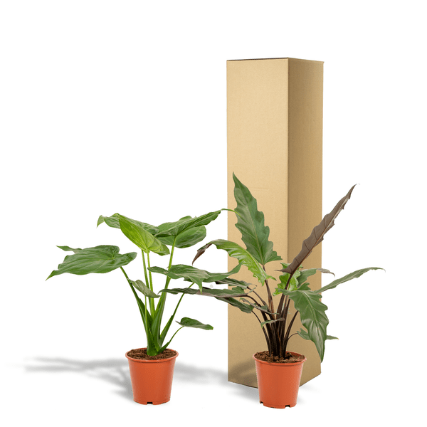 Alocasia Cucullata - Ø19cm - ↕60cm + Alocasia Lauterbachiana - Ø19cm - ↕75cm 