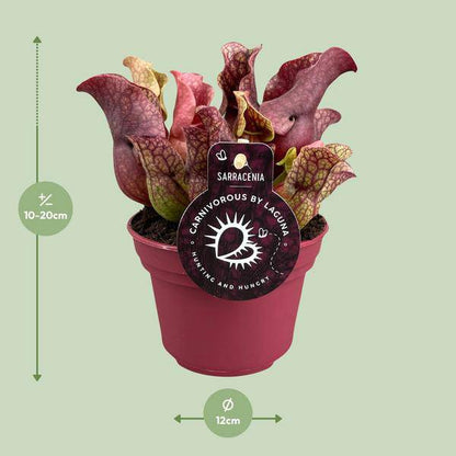 Schlauchpflanze - Sarracenia - Zimmerpflanze - Ø12cm - ↕20cm 