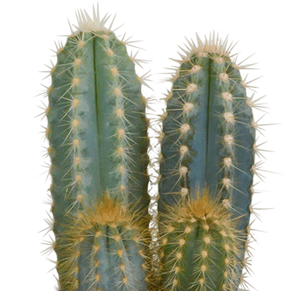 Kakteen Mix - Zimmerpflanze - 8,5 cm - 3 Stück + Topf 