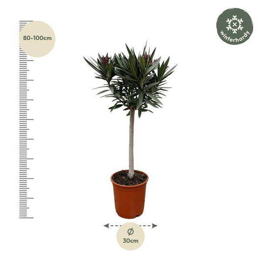 Rosenlorbeer – Nerium Oleander auf Stiel 90cm – Ø22cm – Immergrüne Kübelpflanze mit roten Blüten – Mediterrane Zierpflanze für Garten, Terrasse & Balkon – Duftend & pflegeleicht 