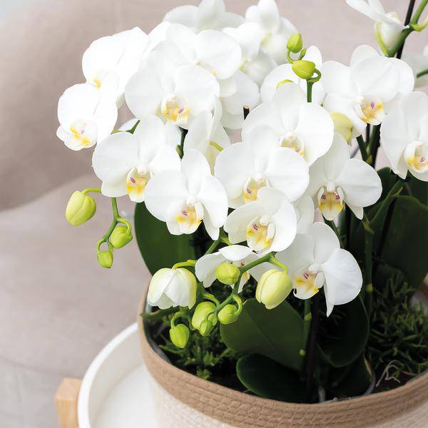 Schilfkorbschale Weiß – Ø30cm – Dekorativer Weidentopf aus Baumwollgeflecht – Handgefertigt – Für Orchideen & Grünpflanzen – Natur-Look mit weißen Details 