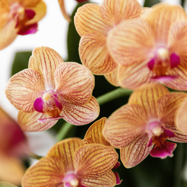 Phalaenopsis Orchidee Bozen Orange – Zimmerpflanze Ø9cm – inkl. Painted Stripe Topf Orange – Exotische Orchidee mit 2–3 Blütenstielen – Dekorative Blütenpflanze für Wohnzimmer & Büro 