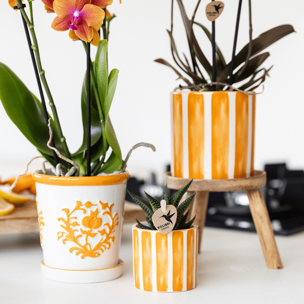 Topf - Bemalter Streifen - Orange - Ø6cm 