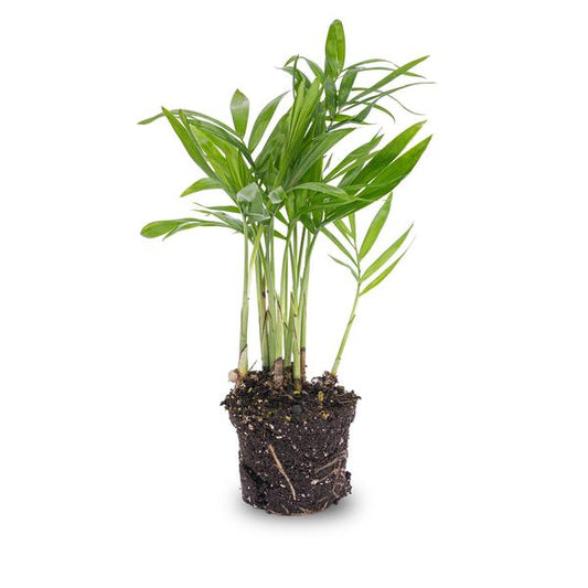 Salonpalme – Chamaedorea elegans 'baby' – Zimmerpflanze – Terrarienpflanze – Ø6 cm – Pflegeleicht & luftreinigend – Helles Plätzchen ohne direkte Sonne 