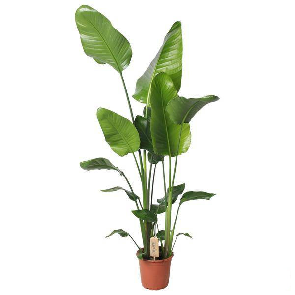 Baum-Strelitzie Strelitzia Nicolai – Ø21cm – 130cm hoch – Elegante Zimmerpflanze – Tropisches Flair für Zuhause 